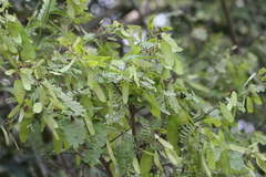 Dalbergia horrida
